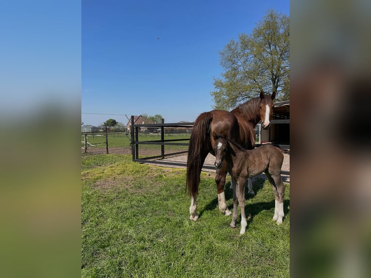 KWPN Étalon 1 Année 175 cm Alezan brûlé in Maasbree