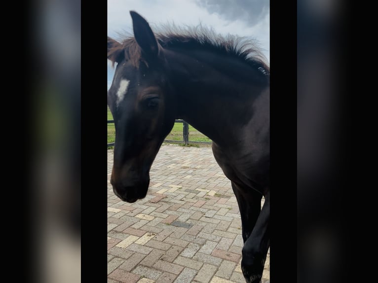 KWPN Étalon 1 Année 175 cm Alezan brûlé in Maasbree