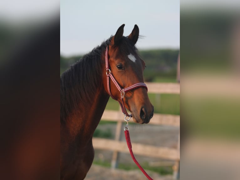 KWPN Étalon 1 Année 175 cm Bai in Hank