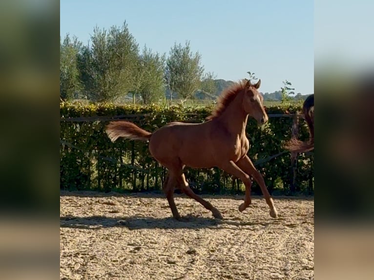 KWPN Étalon 1 Année Alezan in Mastenbroek