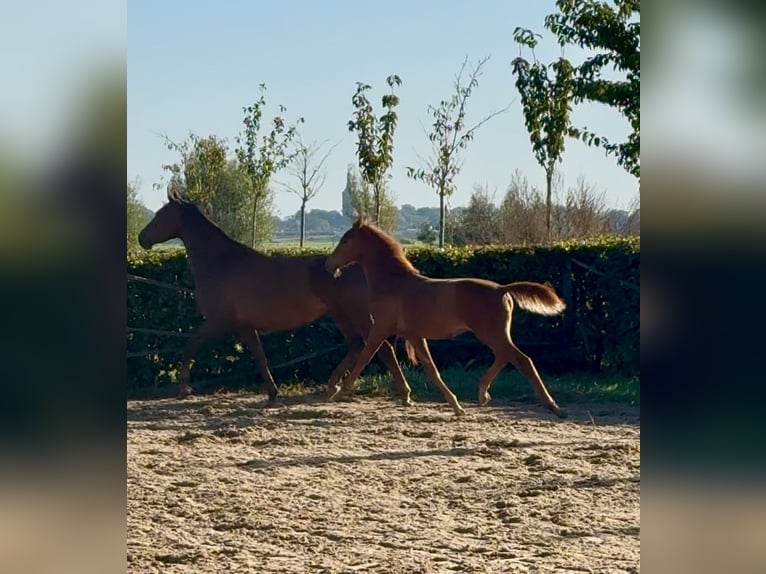 KWPN Étalon 1 Année Alezan in Mastenbroek