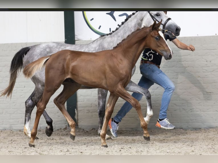 KWPN Étalon 1 Année Alezan in Winterswijk