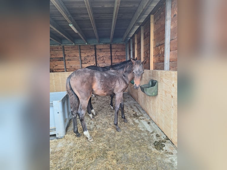 KWPN Étalon 1 Année Bai brun in Elshout