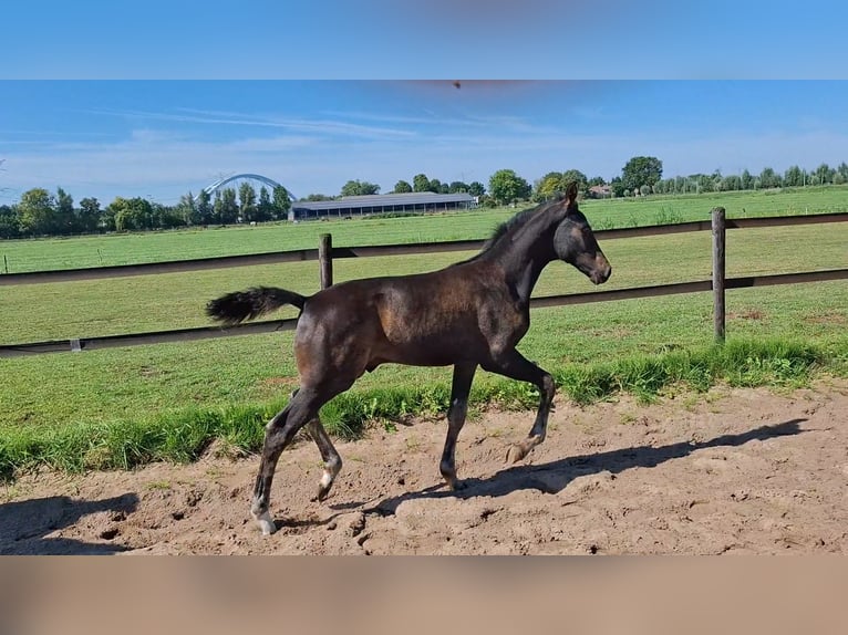 KWPN Étalon 1 Année Bai brun in Muiderberg
