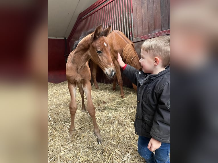 KWPN Étalon 1 Année Bai brun in Swifterbant