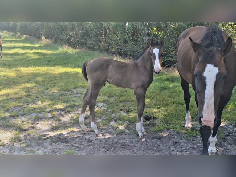 KWPN Étalon 1 Année Bai brun in Dwingeloo