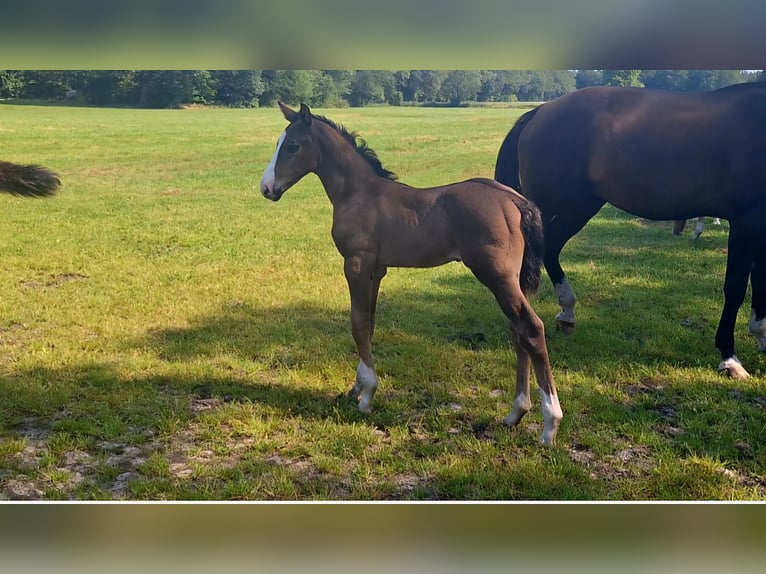 KWPN Étalon 1 Année Bai brun in Dwingeloo