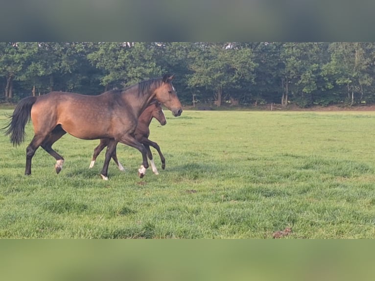 KWPN Étalon 1 Année Bai brun in Dwingeloo