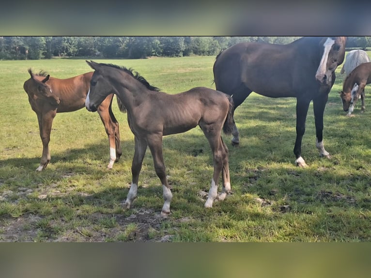 KWPN Étalon 1 Année Bai brun in Dwingeloo