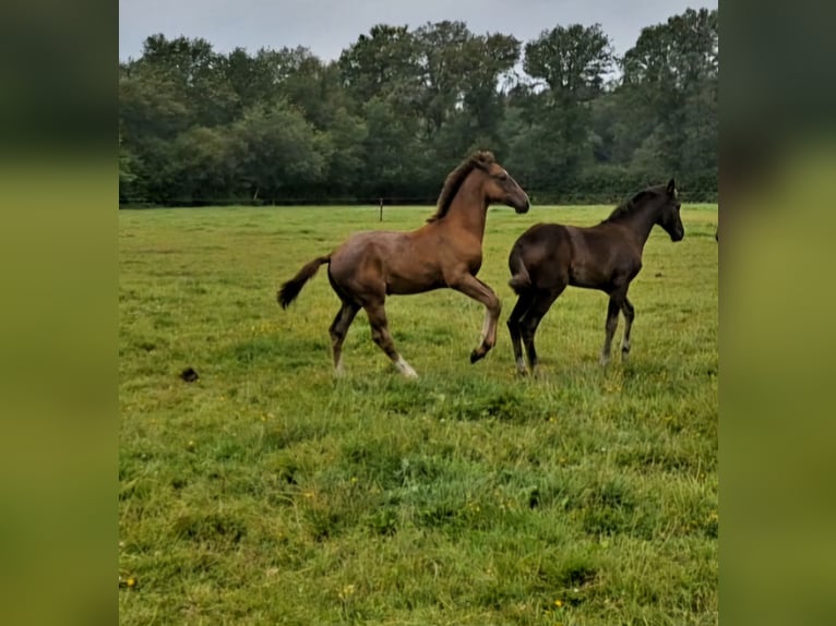 KWPN Étalon 1 Année Bai brun in Dwingeloo