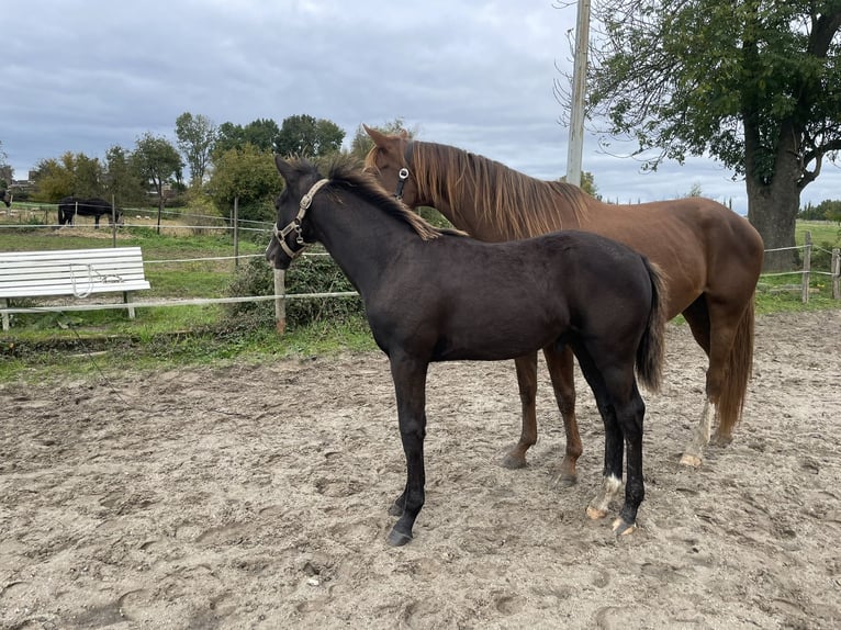 KWPN Étalon 1 Année Bai brun foncé in Kerkrade