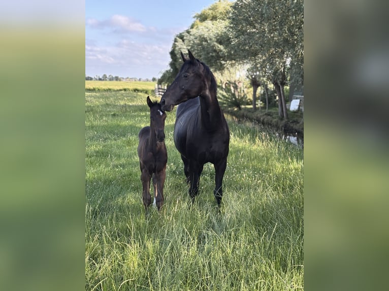 KWPN Étalon 1 Année Noir in Langerak