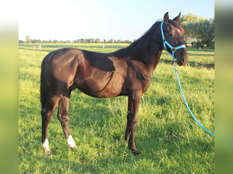 KWPN Étalon 1 Année Noir in Langerak