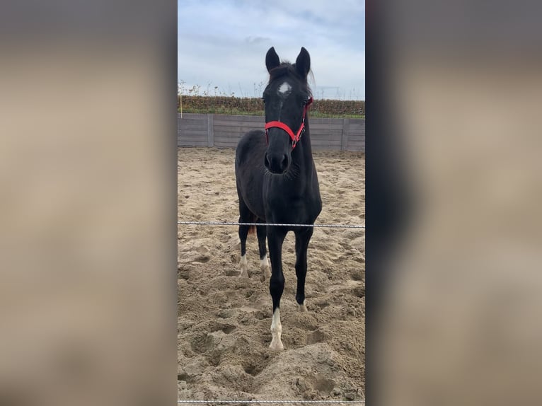 KWPN Étalon 1 Année Noir in Rockanje