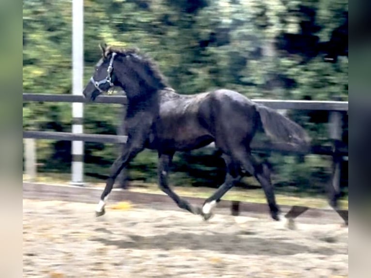 KWPN Étalon 1 Année Noir in Siddeburen