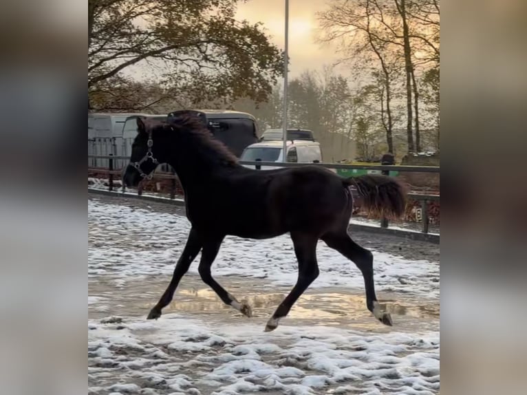 KWPN Étalon 1 Année Noir in Siddeburen