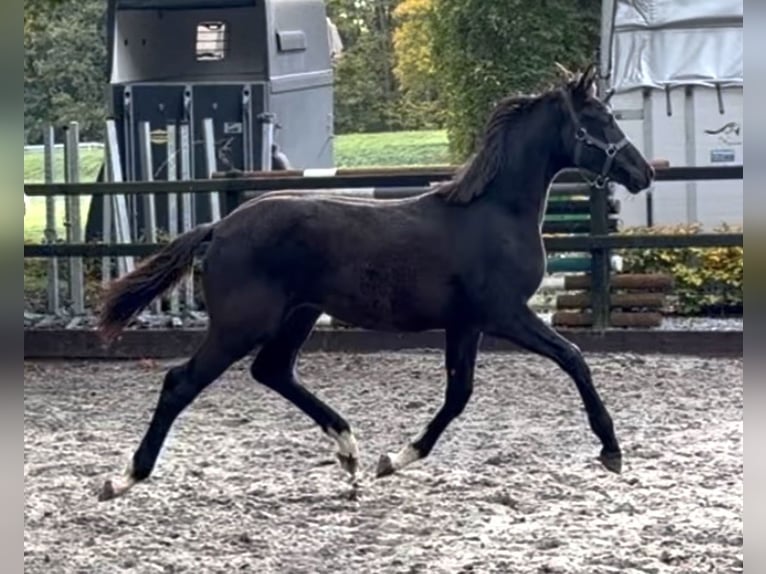KWPN Étalon 1 Année Noir in Siddeburen