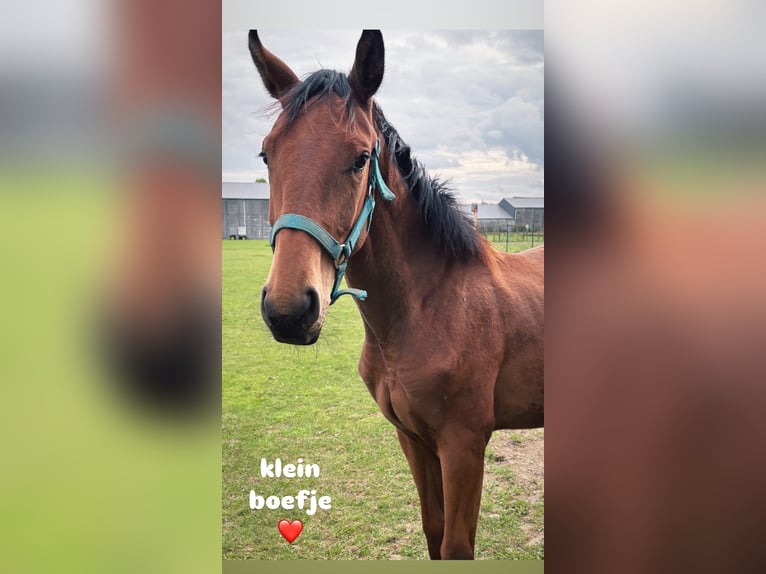 KWPN Étalon 2 Ans 150 cm Bai in Ingelmunster