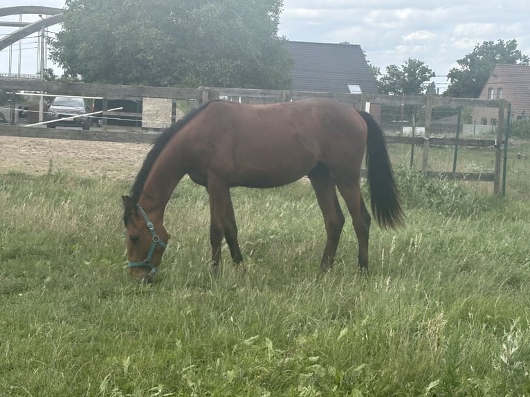 KWPN Étalon 2 Ans 150 cm Bai in Ingelmunster