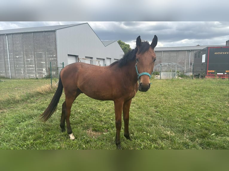 KWPN Étalon 2 Ans 150 cm Bai in Ingelmunster