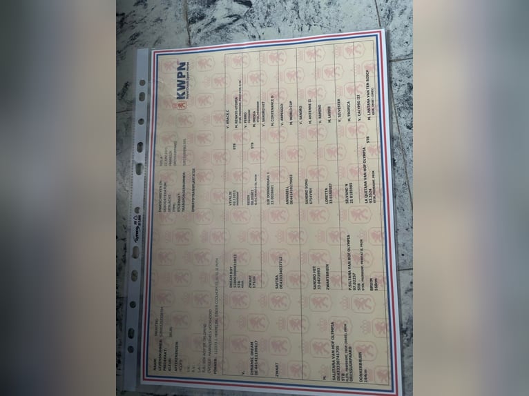 KWPN Étalon 2 Ans 150 cm Bai in Ingelmunster