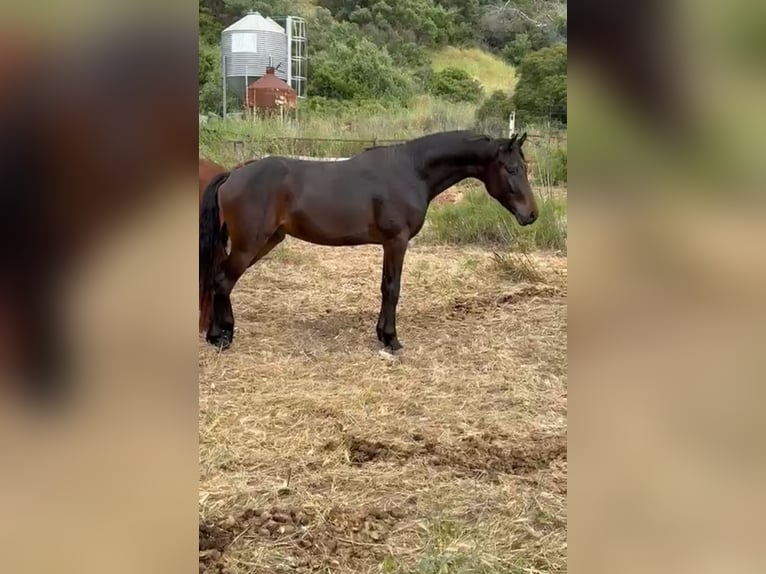 KWPN Étalon 2 Ans 155 cm Noir in Ubeda