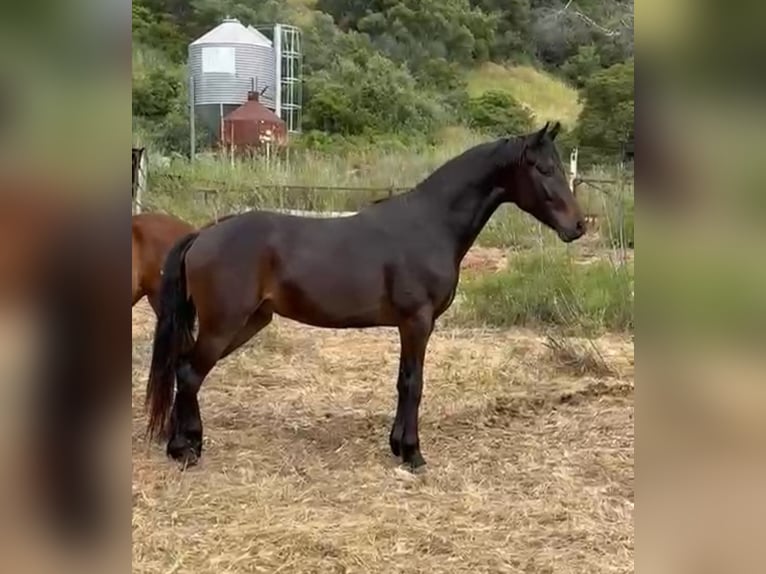 KWPN Étalon 2 Ans 155 cm Noir in Ubeda