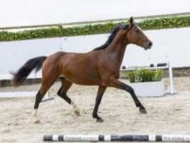 KWPN Étalon 2 Ans 157 cm Bai in Waddinxveen