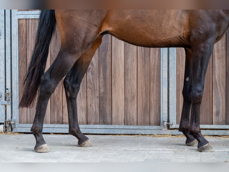 KWPN Étalon 2 Ans 158 cm Bai brun in GROTE-BROGEL