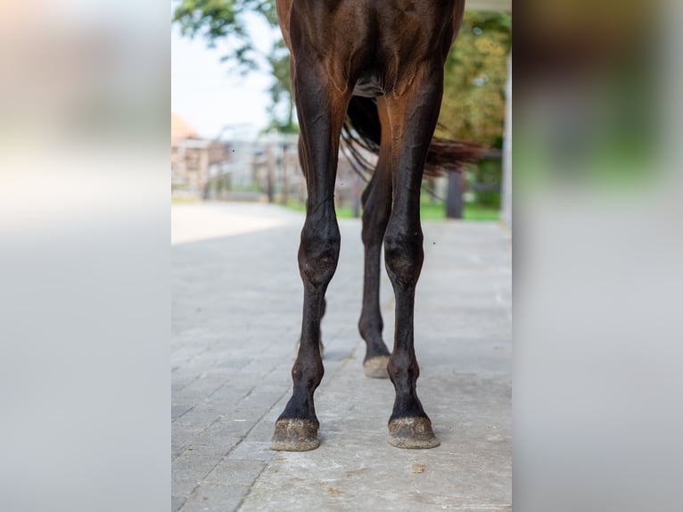 KWPN Étalon 2 Ans 158 cm Bai brun in GROTE-BROGEL