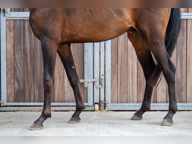 KWPN Étalon 2 Ans 158 cm Bai brun in GROTE-BROGEL