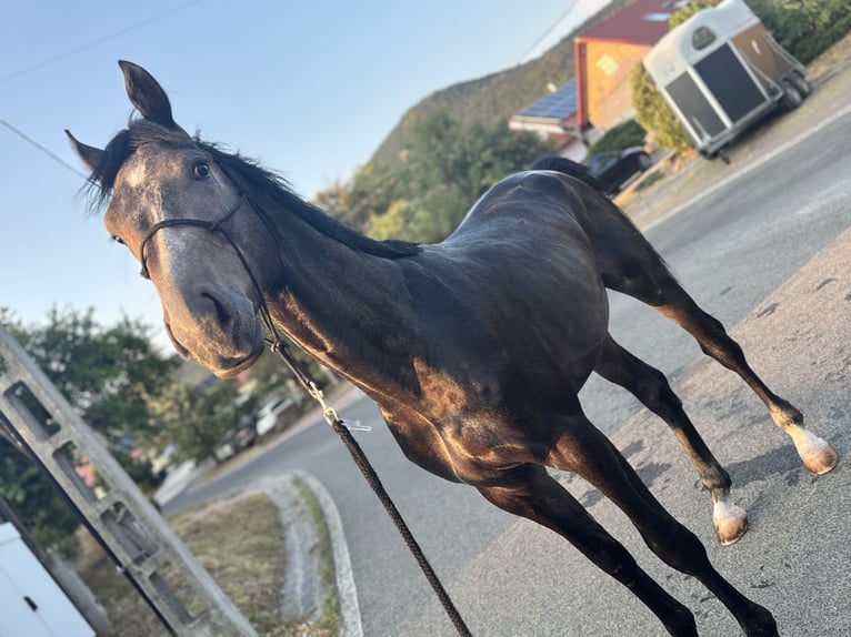 KWPN Étalon 2 Ans 160 cm Gris in Cserkút