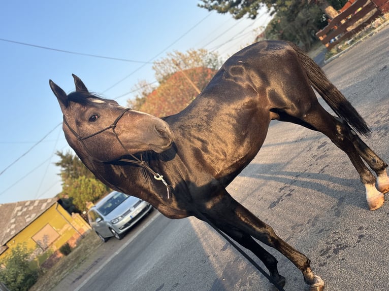 KWPN Étalon 2 Ans 160 cm Gris in Cserkút