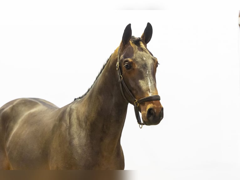 KWPN Étalon 2 Ans 161 cm Gris (bai-dun) in Waddinxveen