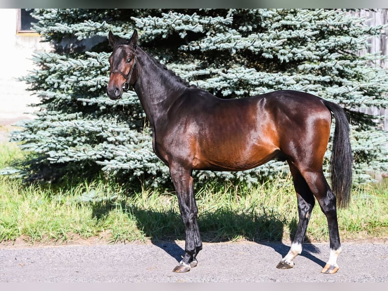 KWPN Étalon 2 Ans 162 cm Bai brun in Stary Gołębin