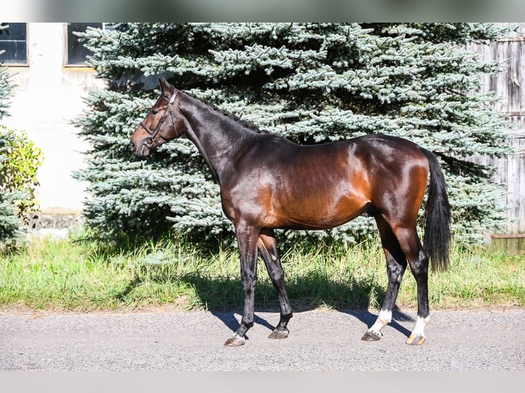 KWPN Étalon 2 Ans 162 cm Bai brun in Stary Gołębin