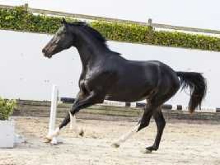 KWPN Étalon 2 Ans 162 cm Bai brun in Waddinxveen