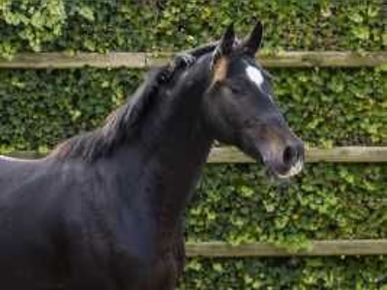 KWPN Étalon 2 Ans 162 cm Bai brun in Waddinxveen