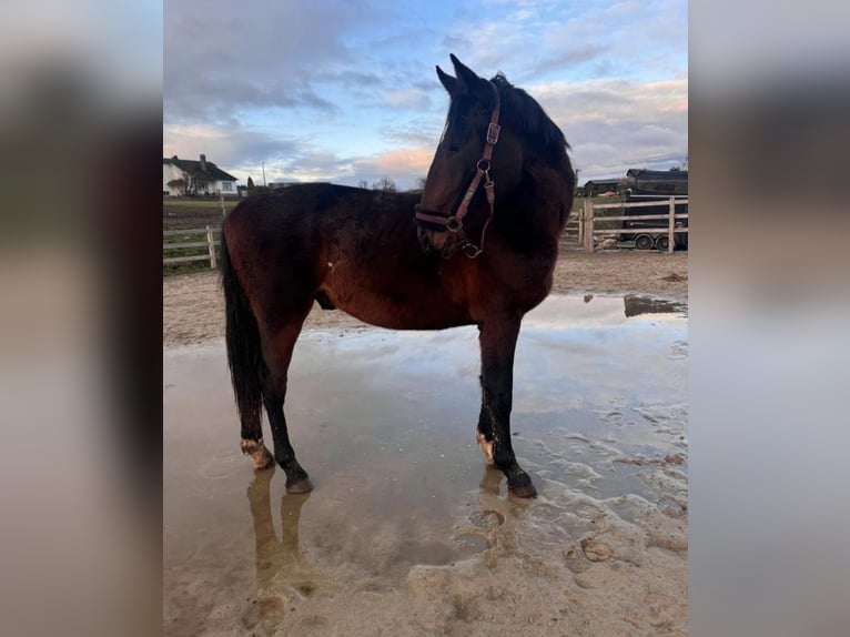 KWPN Étalon 2 Ans 162 cm Bai brun foncé in Durbuy