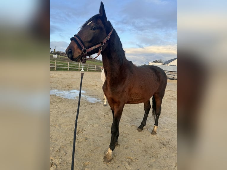 KWPN Étalon 2 Ans 162 cm Bai brun foncé in Durbuy