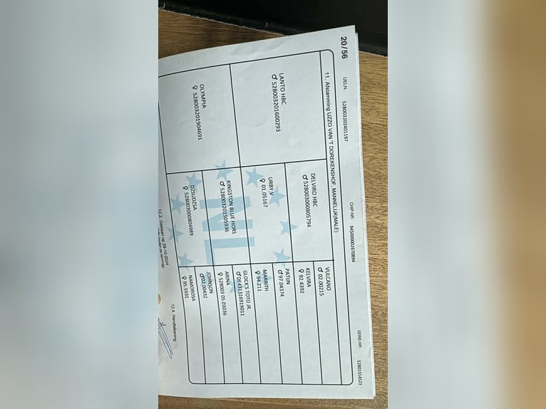 KWPN Étalon 2 Ans 162 cm Bai brun foncé in Durbuy