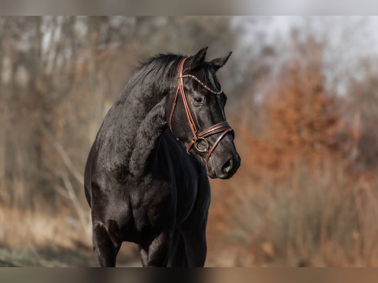 KWPN Étalon 2 Ans 163 cm Noir in Windhagen