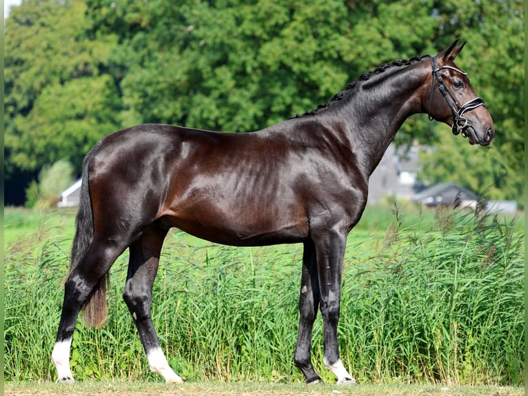 KWPN Étalon 2 Ans 164 cm Bai brun in GROTE-BROGEL