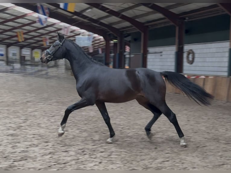 KWPN Étalon 2 Ans 164 cm Bai brun in Oud Gastel