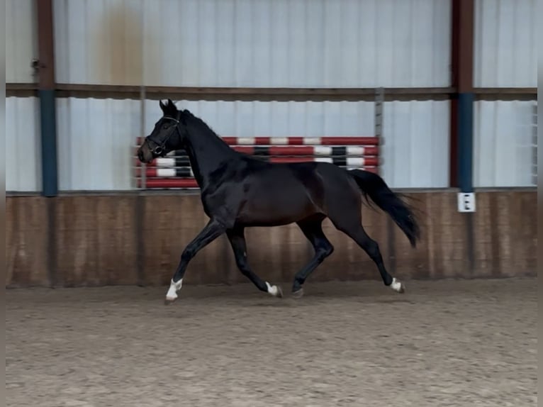 KWPN Étalon 2 Ans 164 cm Bai brun in Oud Gastel