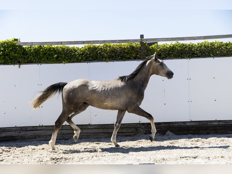 KWPN Étalon 2 Ans 164 cm Gris pommelé in Waddinxveen
