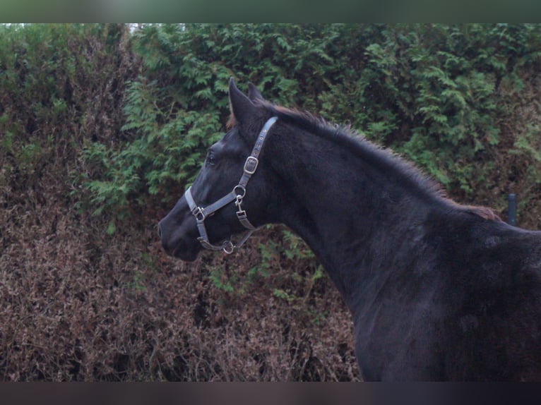 KWPN Étalon 2 Ans 164 cm Noir in Koewacht