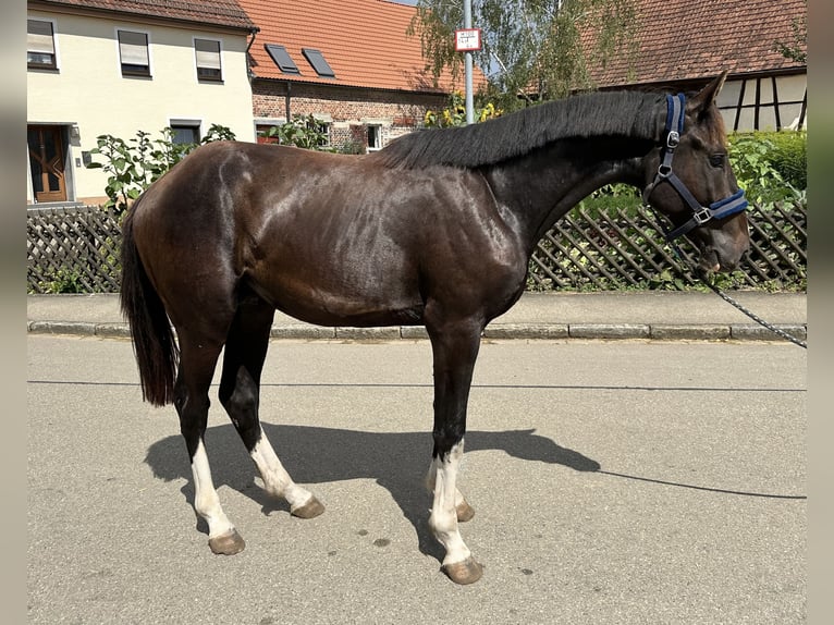 KWPN Étalon 2 Ans 165 cm Bai brun in UlmUlm