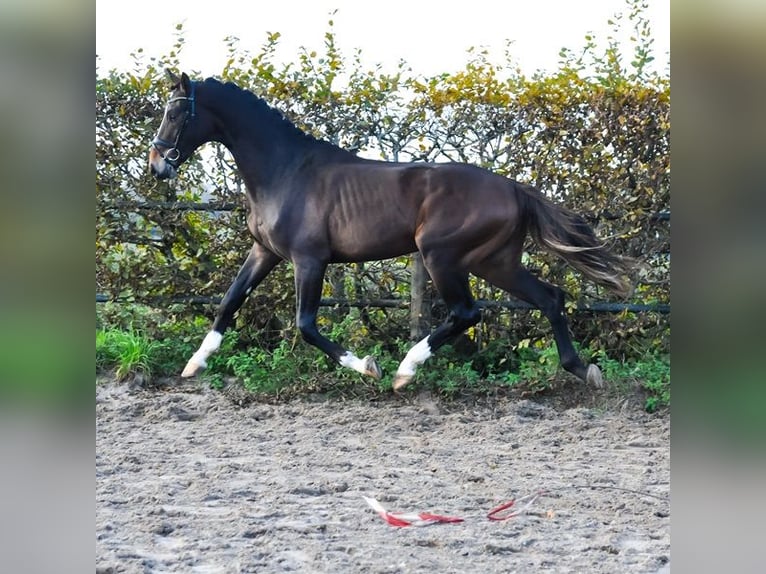 KWPN Étalon 2 Ans 165 cm Bai in Prinsenbeek