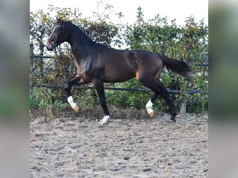 KWPN Étalon 2 Ans 165 cm Bai in Prinsenbeek